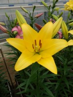 [5055 Palm s Place No01.JPG]